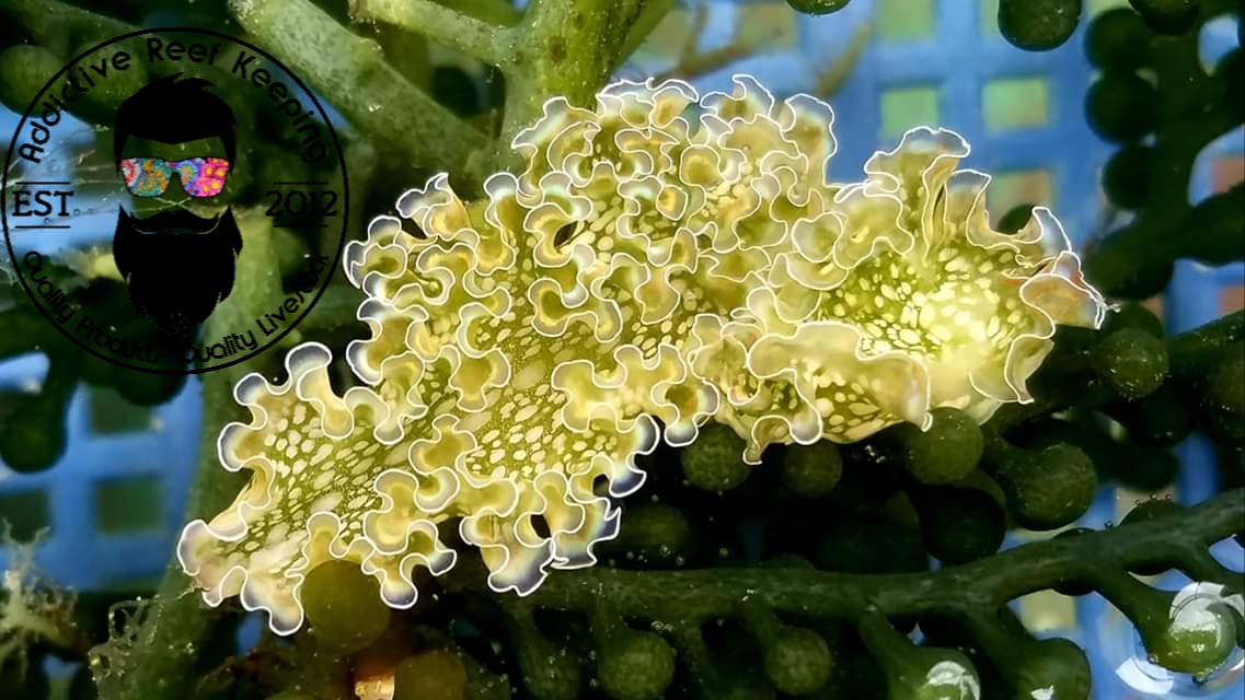 Sea Lettuce Nudibranch Bryopsis Green Hair Algae Eater Addictive Reef Keeping,Watermelon Basket Carving